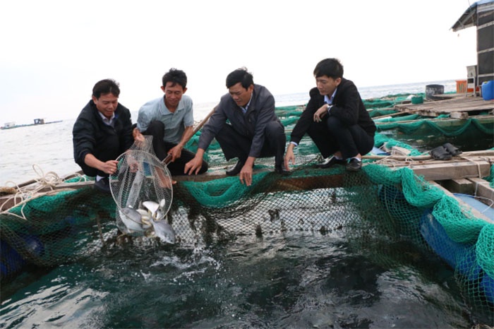 Nuôi cá chim vây vàng thương phẩm.